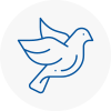 Bird Prevention Somerton