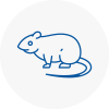 Rat Control Somerton