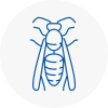 Somerton Wasp Nest Removal